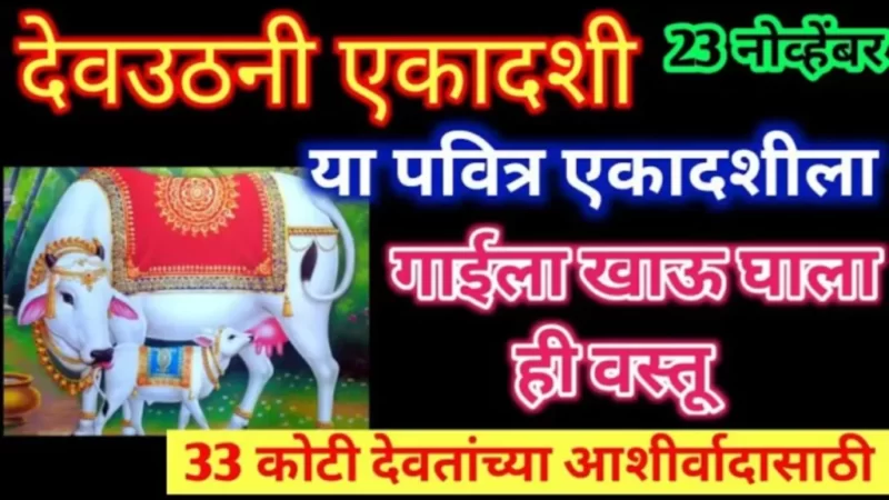 Feed the cow on this sacred Ekadashi